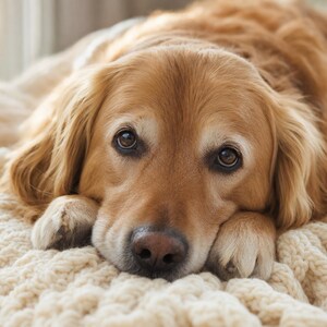 Op de afbeelding: Een golden retriever met lang, lichtbruin haar die zijn kop op zijn voorpoten laat rusten. De hond heeft donkerbruine ogen en een zwarte neus en ligt op een dikke, cr&egrave;mekleurige, grof gebreide deken met een zichtbaar textuurpatroon.