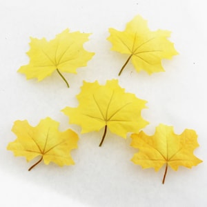 May include: Five yellow maple leaves with brown stems are arranged on a white background. The leaves have detailed veining and a textured appearance, suggesting a fall theme or decorative element.