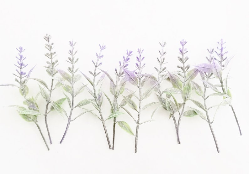K&ouml;nnte beinhalten: Eine Reihe von Lavendelzweigen mit violetten Bl&uuml;ten und gr&uuml;nen Bl&auml;ttern vor wei&szlig;em Hintergrund.