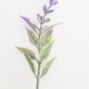 K&ouml;nnte beinhalten: Ein einzelner Lavendelzweig mit violetten Bl&uuml;ten und gr&uuml;nen Bl&auml;ttern.