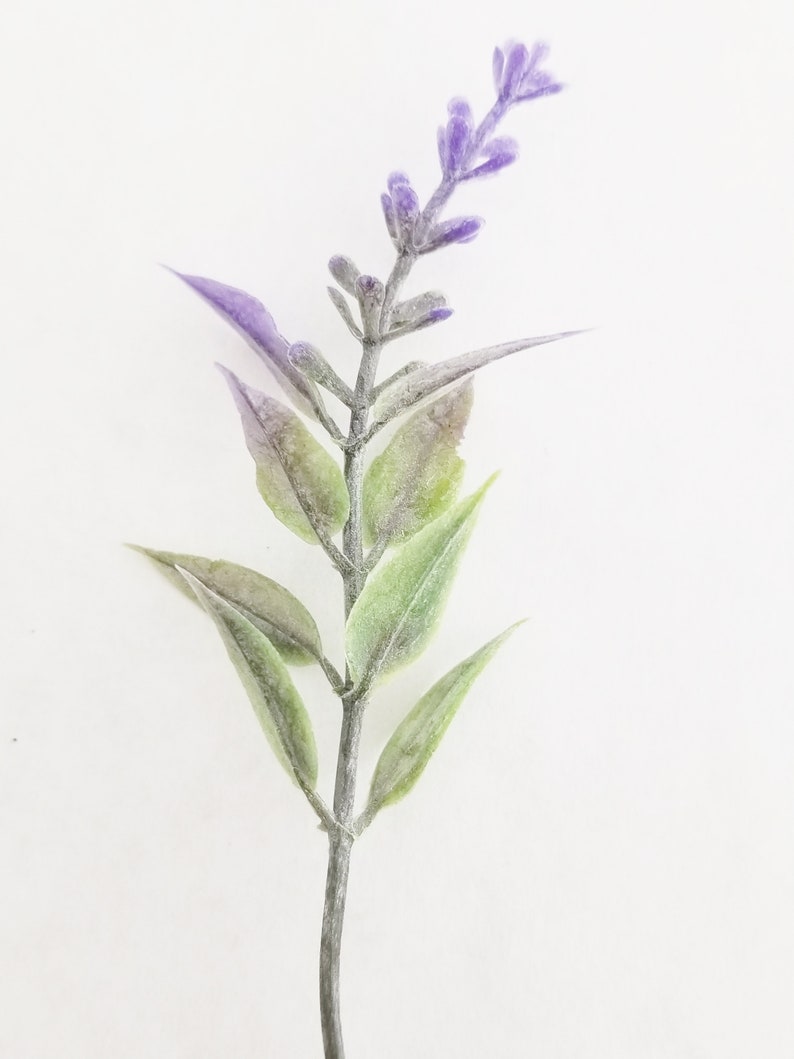 K&ouml;nnte beinhalten: Ein einzelner Lavendelzweig mit violetten Bl&uuml;ten und gr&uuml;nen Bl&auml;ttern.