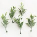 see more listings in the Leaves | Greenery section