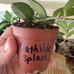 May include: A small brown plastic nursery pot containing a Hoya Mathilde Splash plant with thick, succulent-like green leaves. The text Mathilde Splash is written in black marker on the front of the pot, which is filled with dark potting soil.