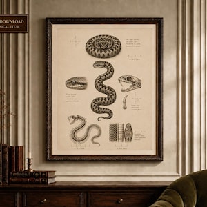 May include: A framed wall art print featuring a vintage-style scientific illustration of snakes. The beige background displays multiple black ink drawings of snakes in various positions, a snake skull, a fang, and Latin text annotations.