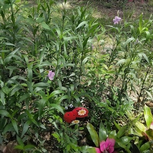 May include: A red ladybug garden ornament with black spots, white googly eyes, and a small white flower accent, positioned among green leafy plants and purple flowers in a garden setting with a pink bromeliad visible in the lower right corner.