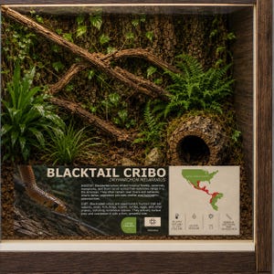 May include: A reptile enclosure featuring a naturalistic habitat with green plants, a hollow log, and a wooden branch. An informational sign displays the text BLACKTAIL CRIBO, DRYMARCHON MELANURUS, habitat details, a map, and a minimum enclosure size of 180x60x60cm.