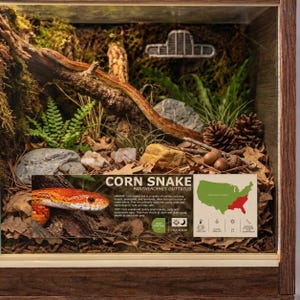 May include: A wooden terrarium enclosure containing a corn snake, moss, ferns, pinecones, and rocks. An informational sign features the text CORN SNAKE PANTHEROPHIS GUTTATUS, a map of the United States, and details about the snake's habitat and diet.