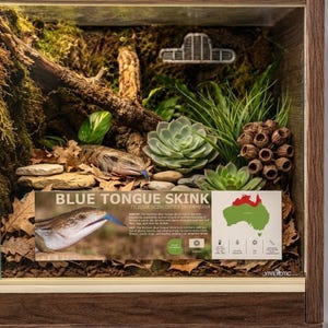May include: A wooden terrarium enclosure containing a blue-tongued skink, moss, driftwood, succulents, and a brown seed pod. An informational sign displays the text BLUE TONGUE SKINK, TILIQUA SCINCOIDES INTERMEDIA, and a map of Australia.