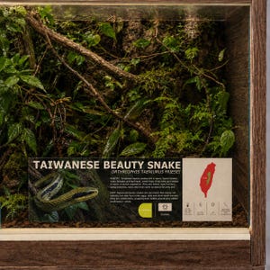 May include: A wooden terrarium enclosure featuring a lush interior with green foliage, branches, and a display sign labelled TAIWANESE BEAUTY SNAKE. The sign includes a map of Taiwan, habitat and diet information, and care icons for the reptile.