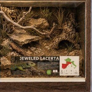 May include: A wooden terrarium enclosure featuring a naturalistic habitat with rocks, driftwood, and cork bark. An informational sign displays the text JEWELED LACERTA, TIMON LEPIDUS, habitat details, a map of Europe, and care icons for the reptile.