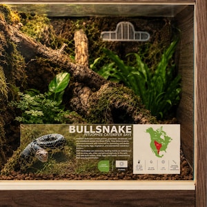 May include: A wooden terrarium enclosure featuring a naturalistic habitat with moss, branches, and green plants. An informational sign displays the text BULLSNAKE PITUOPHIS CATENIFER SAYI, a map of North America, and care icons for the reptile.