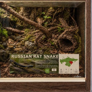 May include: A wooden-framed reptile enclosure featuring a naturalistic habitat with moss, rocks, and a hollow log. An informational sign displays the text RUSSIAN RAT SNAKE ELAPHE SCHRENCKII, habitat details, a map of Asia, and care icons.