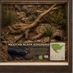 May include: A reptile enclosure featuring a rocky, arid landscape with a piece of driftwood, small green plants, and a hollow log. An informational sign displays the text MEXICAN BLACK KINGSNAKE, habitat details, and a map of North America.