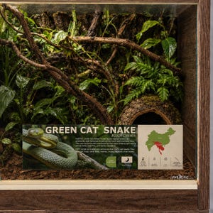 May include: A wooden terrarium enclosure featuring a green cat snake, Boiga cyanea, with an informational sign displaying the species name, habitat details, a map of Southeast Asia, and care icons for temperature, humidity, and lighting requirements.