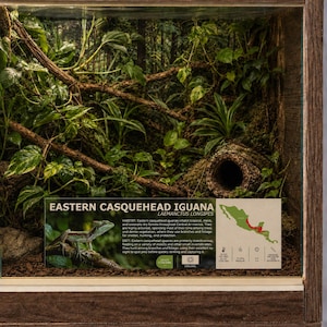 May include: A glass-fronted wooden terrarium enclosure featuring a dense interior of green foliage, tree branches, and a hollow log. An informational sign displays the text EASTERN CASQUEHEAD IGUANA, habitat details, a map, and care icons.