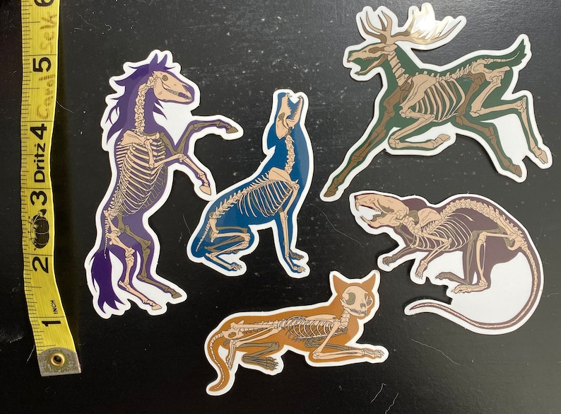 Animal Skeleton Sticker Set - Etsy