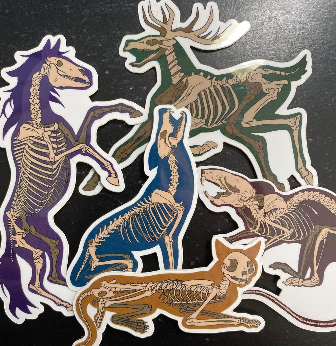 Animal Skeleton Sticker Set - Etsy