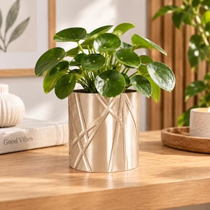 Könnte beinhalten: Eine Pilea peperomioides Pflanze mit runden, dunkelgrünen Blättern in einem zylindrischen, metallisch goldenen Übertopf, der mit einem geometrischen Muster aus geprägten diagonalen Linien verziert ist.