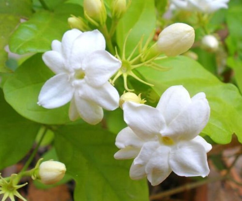 Night Blooming Jasmine Fragrance Oil 1oz Etsy Canada