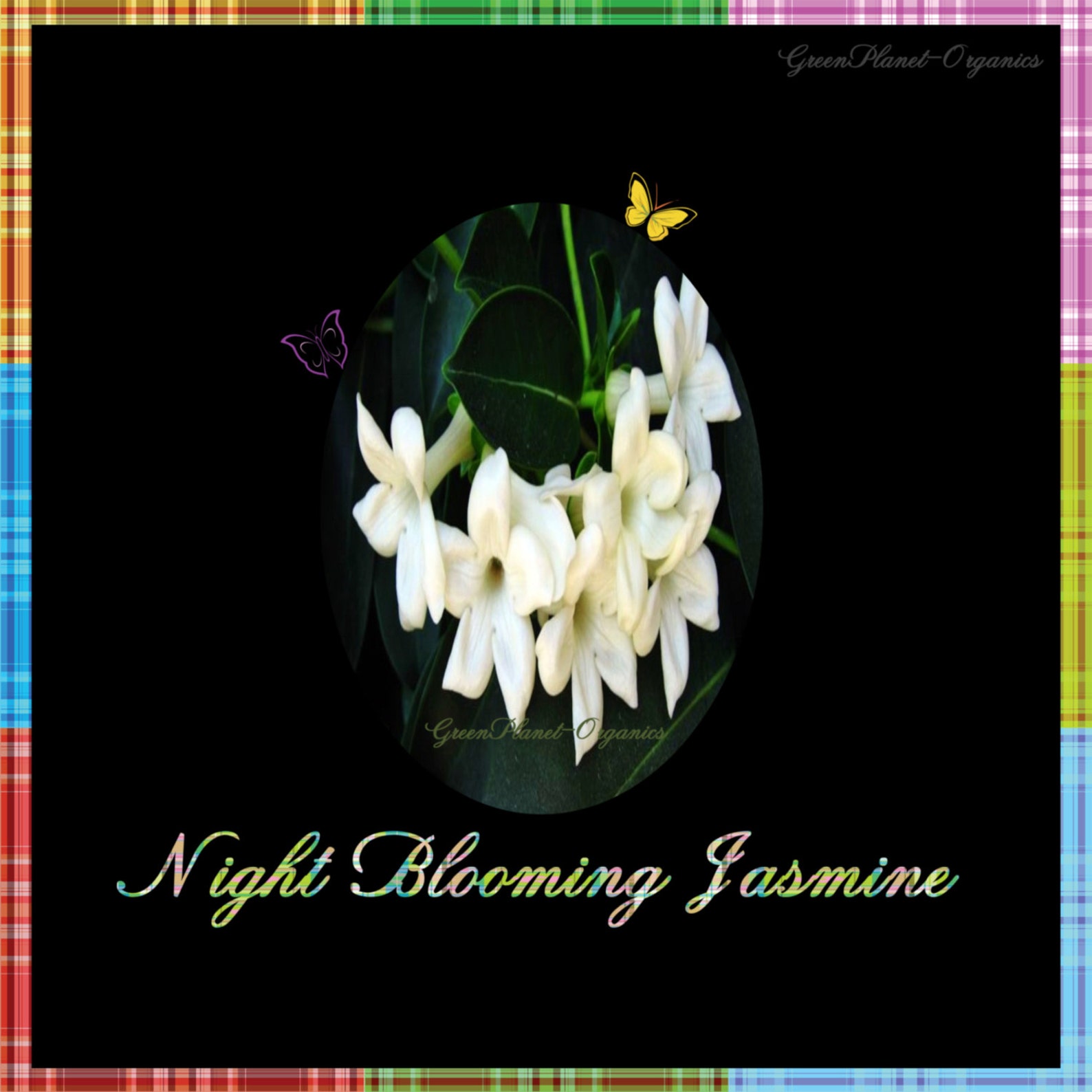 Night Blooming Jasmine Fragrance Oil 1oz Etsy