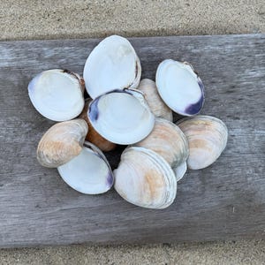 Natuurlijke quahog-schelpen (12 stuks) | 5-6,5 cm | Schoon voor knutselprojecten, kustdecoratie en doe-het-zelf