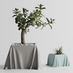 May include: A jade plant with thick green leaves and a brown trunk potted in a square container draped in a grey fabric cover, accompanied by a smaller succulent in a square container draped in a light blue fabric cover with white pebbles.