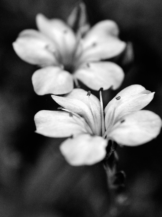 Two Flowers Black And White Nature Photography Etsy