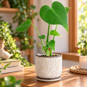 May include: A young Monstera plant with vibrant green, heart-shaped leaves potted in a cylindrical ceramic planter. The planter features a cream-colored base with a detailed, embossed leaf pattern and a dark brown rim, resting on a matching saucer.