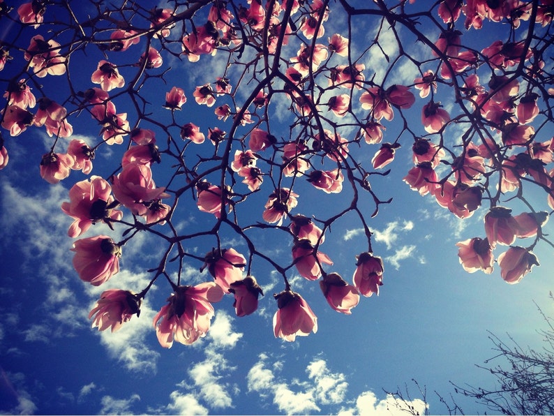 Magnolia Tree Wall Art Home Decor Magnolia Spring Etsy
