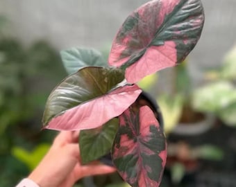 Alocasia Serendipity, rosa panaschierte Pflanze | Seltene Sammlerpflanze für Aronstabgewächse