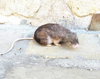 Rat Gray Felt Toys Needle Wool Animals Sculpture Felted Rat  Handmade gift I will make this item for your order