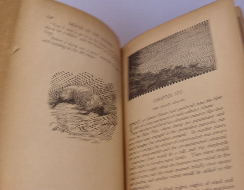 May include: A black and white illustration of a bear walking through a forest. The text "CHAPTER IV" is visible at the bottom of the page.