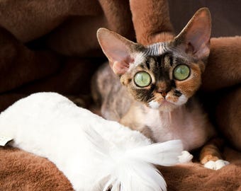Giocattolo naturale per gatti – Erba gatta e valeriana, morbido e aromatico, giocattolo interattivo per l'arricchimento ambientale del gatto.