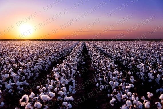 Cotton field at Sunset Digital Background Digital | Etsy