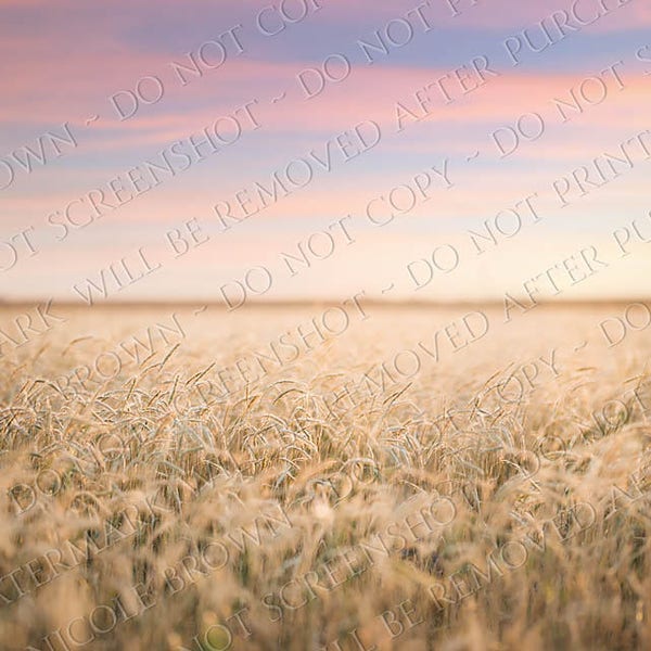 Wheat field sunset Digital Background - Digital Photography Backdrop - Composite Background - digital download