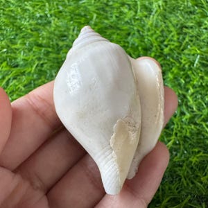 May include: A smooth, off-white sea shell with a spiraled top and a tapered base. The shell features a glossy, polished surface with subtle variations in tone, including a pale cream-coloured patch near the opening, showcasing its natural texture.