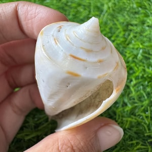Puede incluir: Una concha marina cónica y lisa con un exterior blanco y sutiles bandas horizontales de color naranja parduzco que rodean la espira. La concha tiene un ápice puntiagudo y una abertura amplia que revela una superficie interior texturizada.