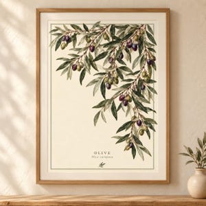 May include: A framed botanical print featuring a detailed illustration of olive branches with green and purple olives. The cream-coloured background includes the text OLIVE and Olea europaea at the bottom, with a small olive leaf icon below.