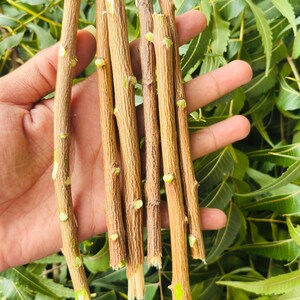 Op de afbeelding: Een verzameling van zes rechte, lichtbruine neemtakjes met een getextureerde schors en kleine groene knopen, verticaal gerangschikt tegen een achtergrond van talloze gekartelde, heldergroene, geveerde neembladeren.
