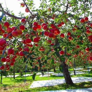 Albero di mele Fuji, pianta viva, albero di mele che produce frutti freschi, varietà di mele dolci e croccanti, albero da frutteto per il giardino, pianta commestibile da orto