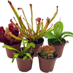 May include: A collection of five carnivorous plants in brown plastic pots. The group includes a deep red pitcher plant, a tall yellow-green pitcher plant, a bright green pitcher plant, a green Venus flytrap, and a small red-tinted sundew plant.