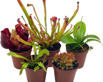 Live Carnivorous Plant Set, 5 Assorted Insect Eating Plants, 2 Inch Pots, Beginner Friendly Indoor Plants