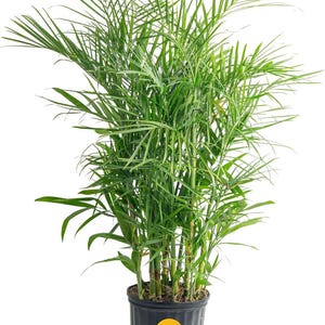 Levende bamboepalm, tropische luchtzuiverende kamerplant, gemakkelijk te verzorgen decoratie