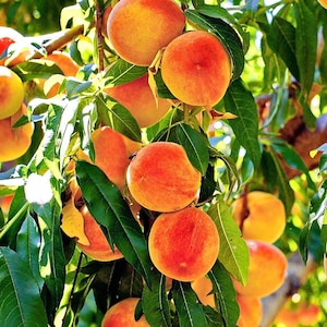 Può includere: Un grappolo di pesche mature appese al ramo di un albero, caratterizzato da frutti rotondi e vellutati con tonalità di pelle arancione e gialla vibranti, circondati da numerose foglie verdi lunghe e appuntite sotto luce naturale.