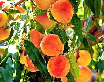Red Haven Peach Tree, Self-Pollinating Freestone Fruit Tree, 5 Gallon Pot
