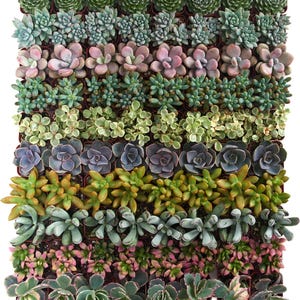 Pode incluir: Uma coleção de suculentas variadas dispostas numa grelha, apresentando diversas espécies com diferentes formas e cores de folhas, incluindo tons de verde, rosa, roxo e padrões variegados, cada uma plantada num pequeno vaso quadrado individual.