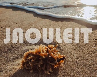 Bayside Coral // Digitaler Download ohne Wasserzeichen // KEIN KI