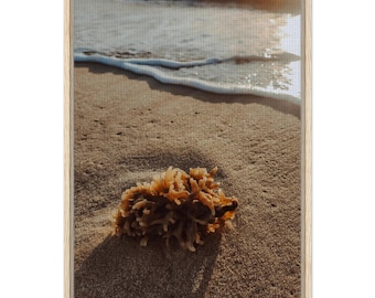 Gerahmte Leinwand // Koralle im Sand