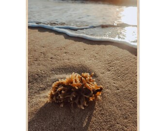 Klassisches Poster mit Holzrahmen, seidenmattem Papier // Korallenrot in Sand