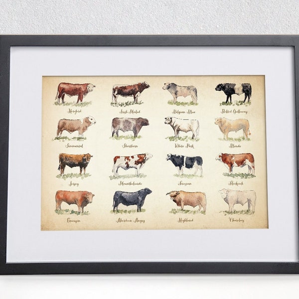 Impression de races bovines de l'aquarelle originale | Cadeau fermier | Décoration murale de cuisine de maison de campagne | Illustration de 16 races de vaches